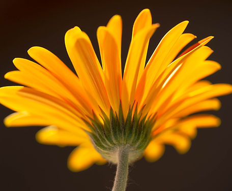 orange Gerbera Flower - Bottom