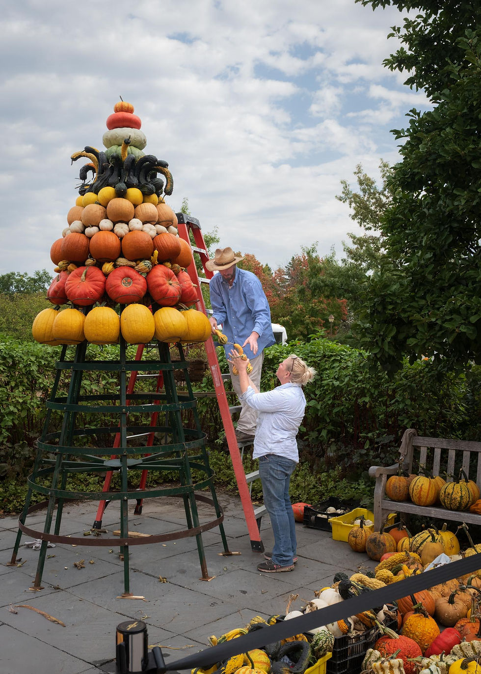 John Thull on a ladder stacking pumpkins to build the Arb's Pumpkin Tree. Photo: Diana Pierce