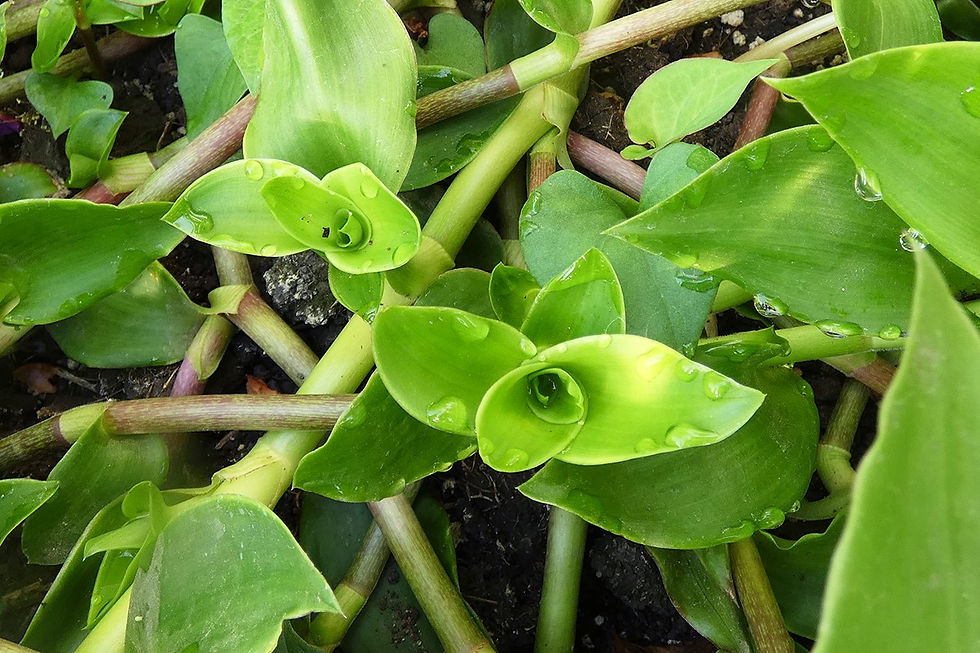 Callisia fragrans, p.112. Photo: Lindsey Miller