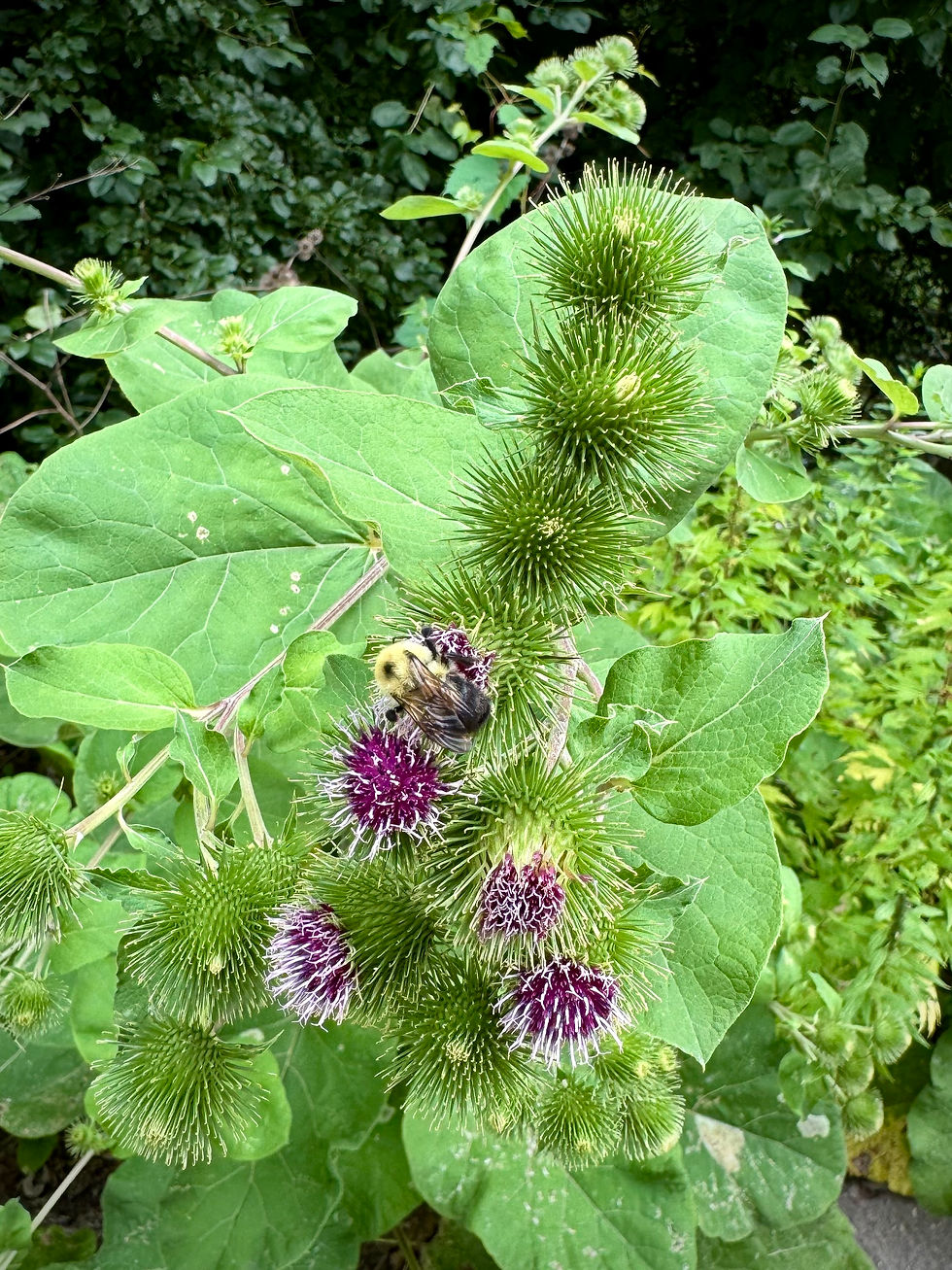 Burdock in bloom, Photo: Diana Pierce