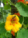 Nasturtium with beneficial bee. Photo: Michelle Bruhn