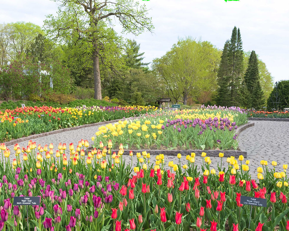 Minnesota Arboretum captured in full tulip loom. Photo: Diana Pierce