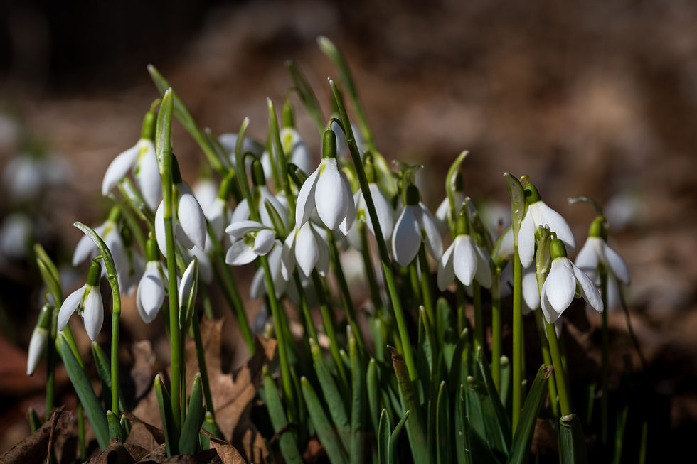 Snowdrops in bloom at the MN Arboretum. Photo: Diana Pierce