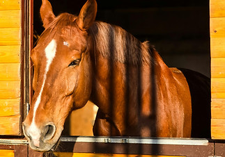 pexels-photographystory-2148341876-30507