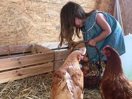 Gallinas: qué NO pueden comer