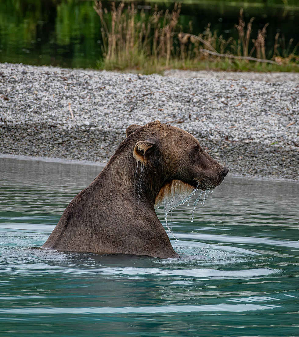 Bears 080626 (839)