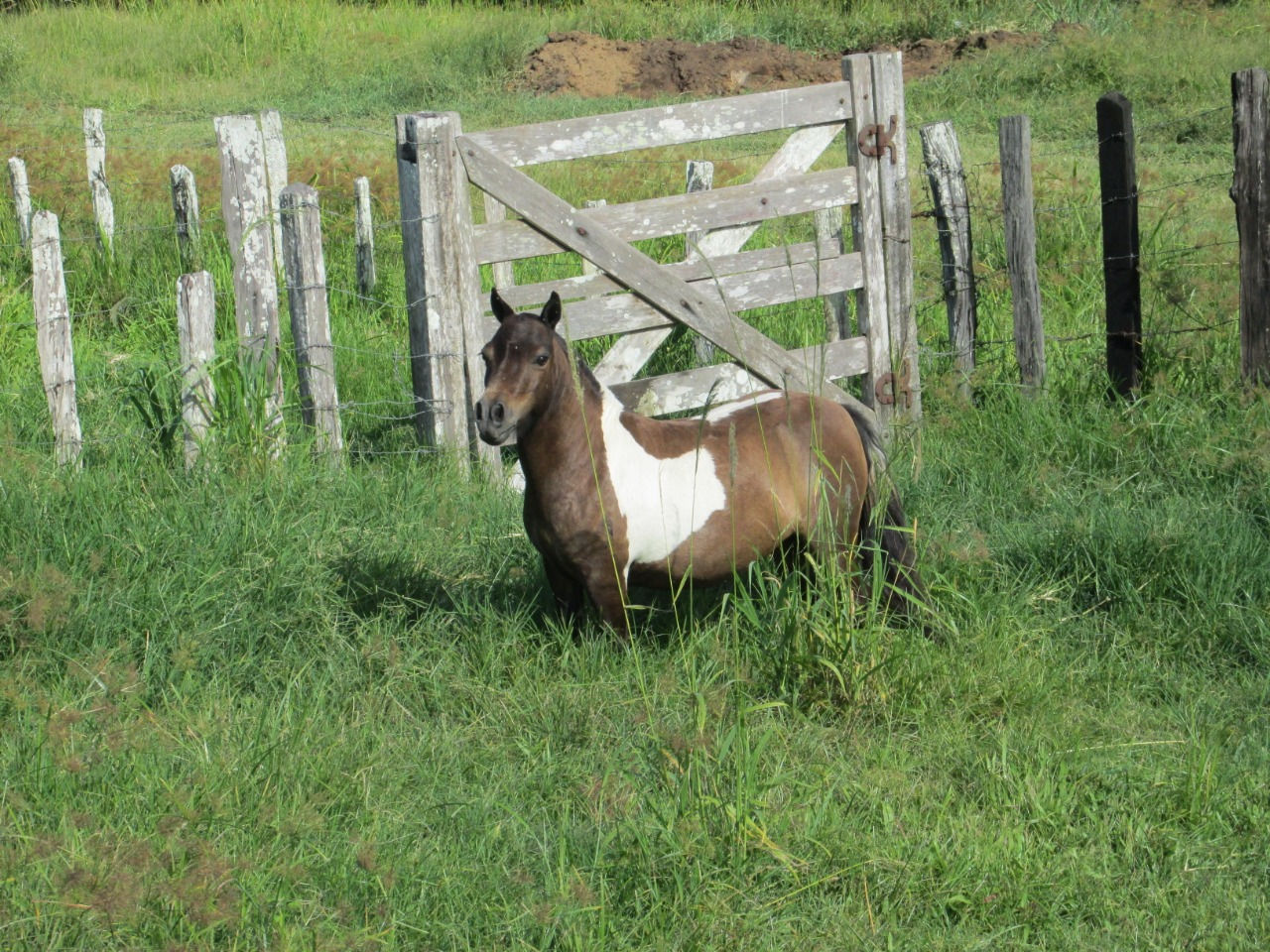 Lote 06 - Cinderela da Ribalta