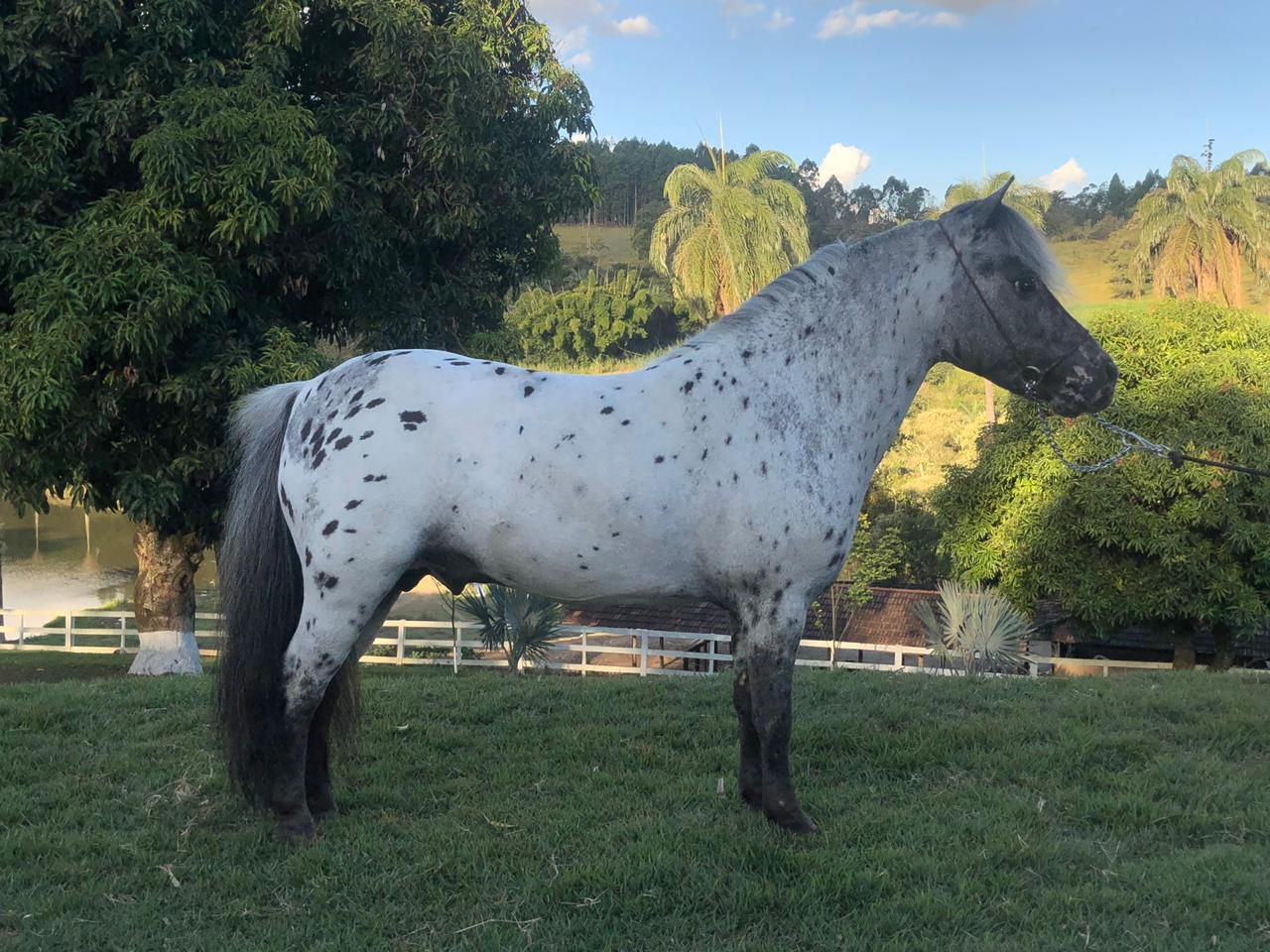 Lote 07 - Napoleão D´Luca TE