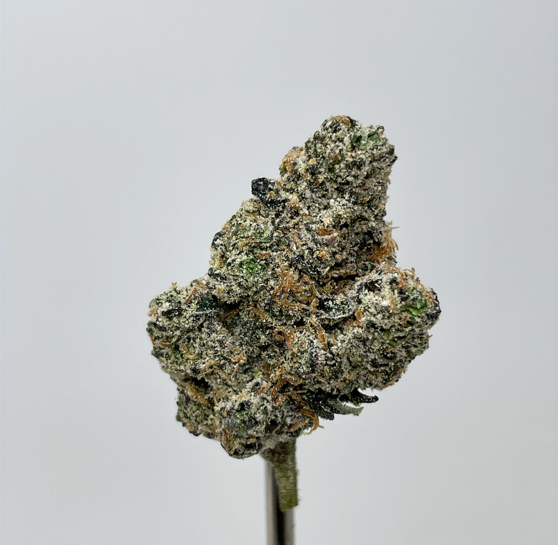 GUAVACITO (SATIVA)