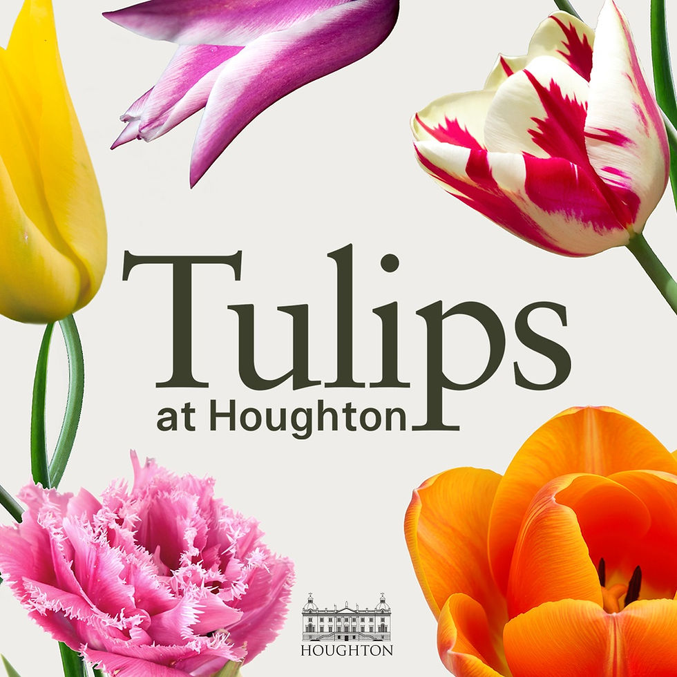 Tulips at Houghton in Norfolk