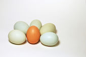 Cholesterol in eggs may not hurt heart health