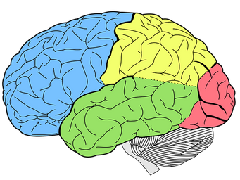 Dynamics of Diabetes: Diabetes and cognitive decline.