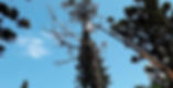 poda-de-arvores-1