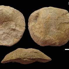 Fossile de Brachiopode avec le genre Strophomenida.