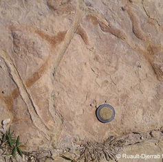 Ichnofossile