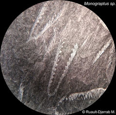 Photo de fossile de graptolithe vu à la loupe.