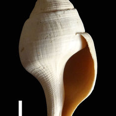 Fossile de Gastéropode du genre Fusus.