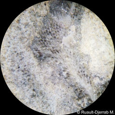 Photo de fossile de bryozoaire vu à la loupe.