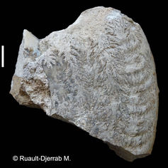 Fragment de fossile d'Ammonite montrant très bien les lignes de suture.