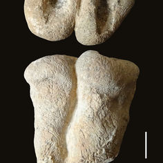 Fossile de Spongiaire.