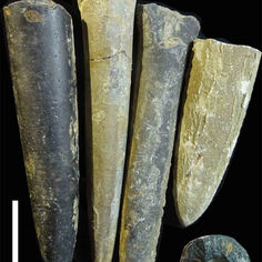 Fossiles de Bélemnites, avec des rostres. 