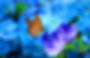 Butterfly Experience
