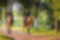 Horseback Adventures