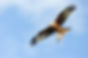 Red Kite Feeding