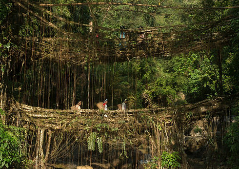 Khasi Living Root Bridge