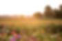 u pick flower field