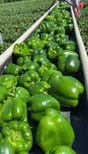 harvesting bell peppers