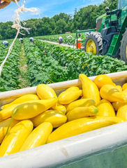 harvesting squash