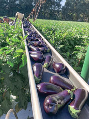 eggplants