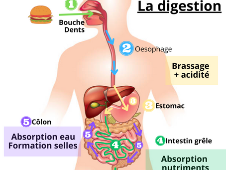 Manger lentement... ça sert a quoi ? 