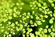 leaves-1037624_1920.jpg