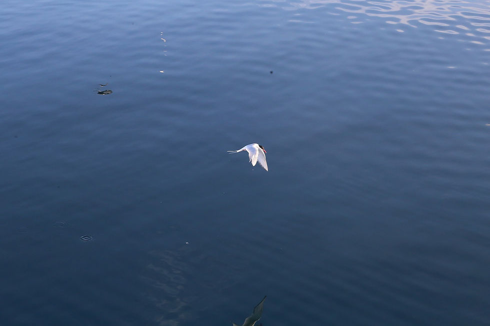 une mouette tridactyle