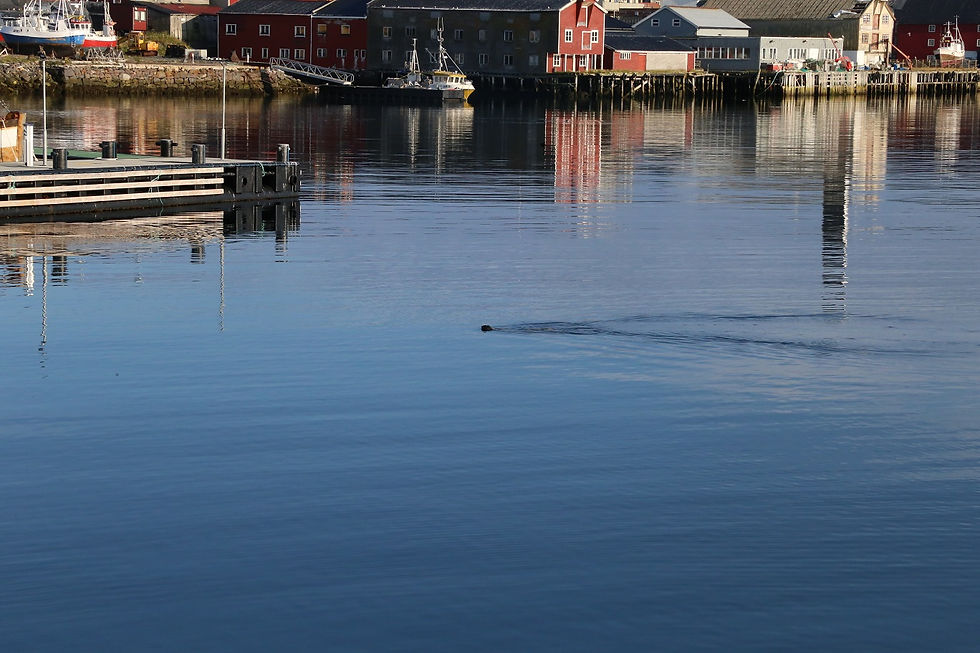 Un phoque dans le port