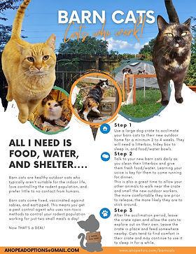 Barn Cat Rescue: Transforming Lives with Loving Care