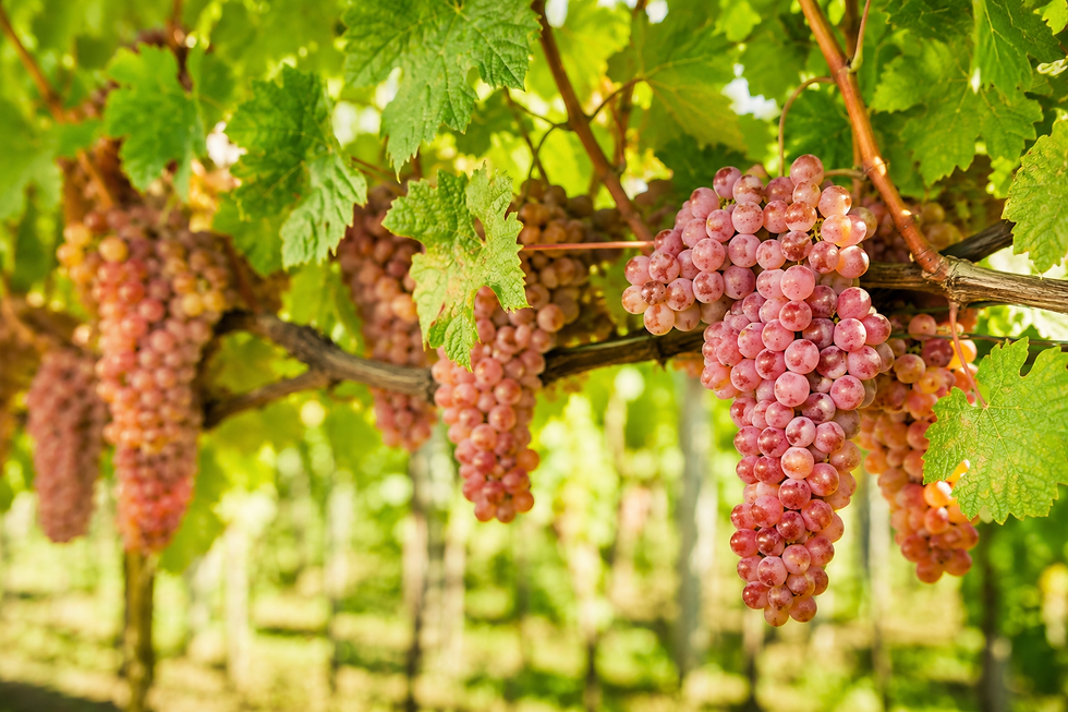 Winogrona szczepu Gewürztraminer