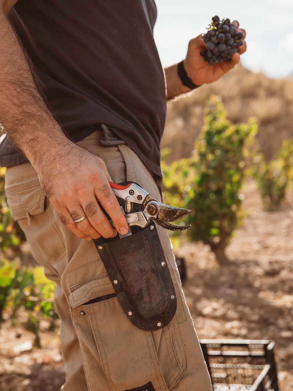 Zbiory winogron Casa de la Ermita