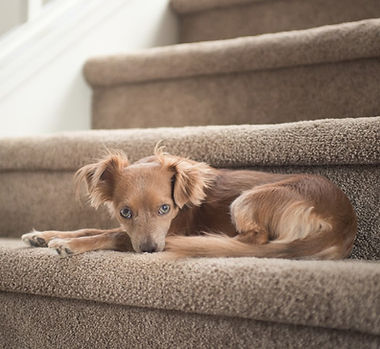 Touchstone Cleaning Pet Stain Carpet Removal Indianapolis IN (8).jpg