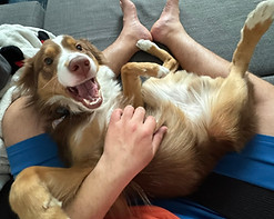 cute dog