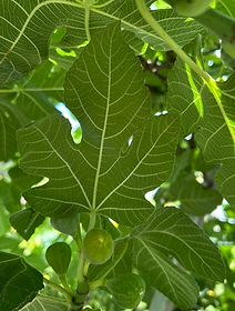 Fig Leaves used in Ice Cream