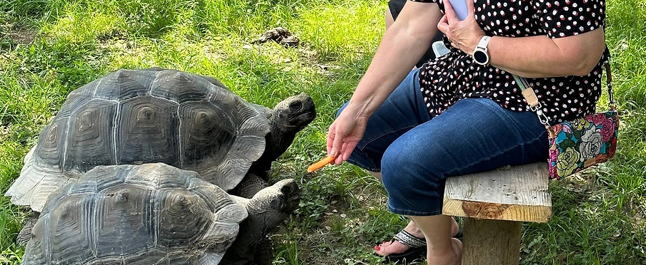 A woman feeds a tortoise by hand