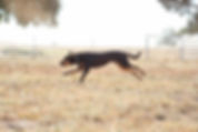Gary White Working Dog Training-2765.jpg