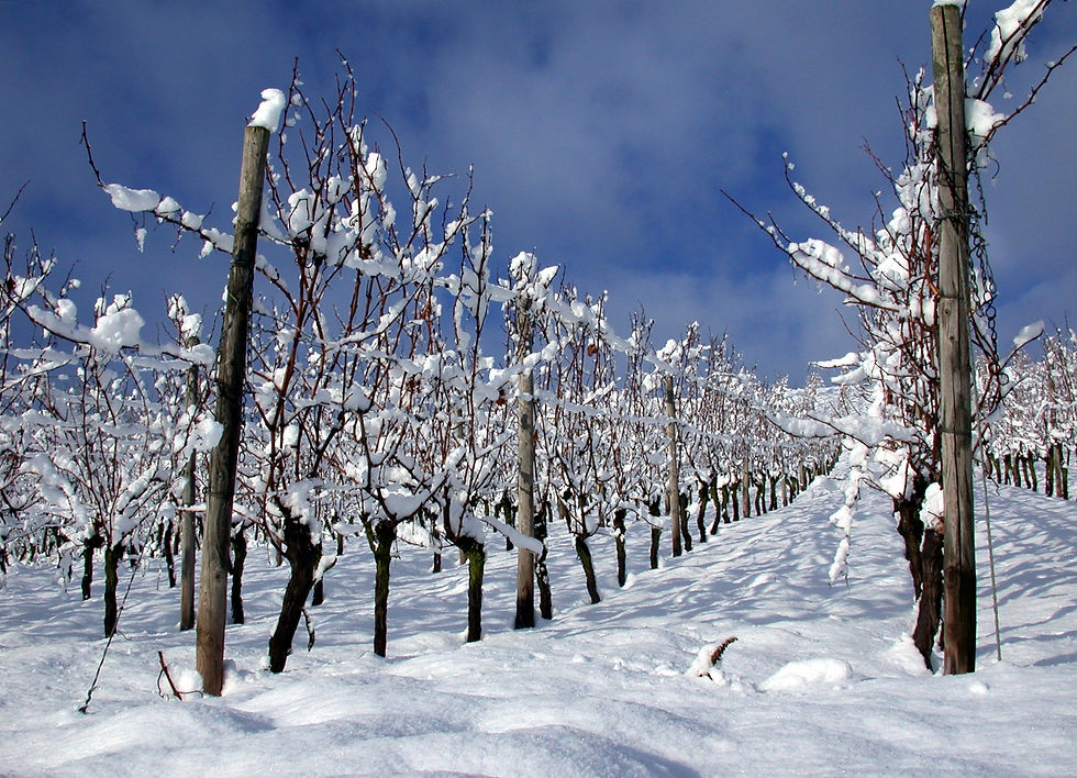 Wingert im Schnee
