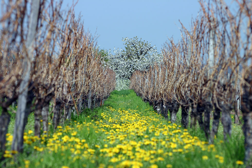 Frühling