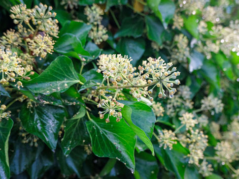 Der Efeu – Hedera helix L.
