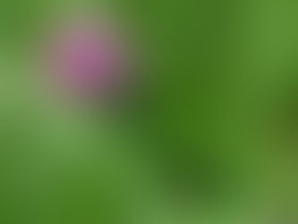 Der Rotklee - Trifolium pratense