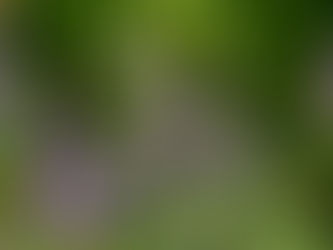 Der Mönchspfeffer – Vitex agnus-castus